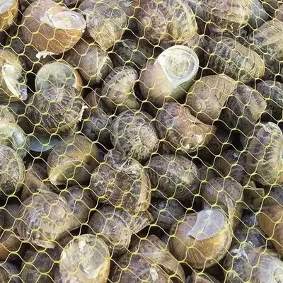 Сетка для улиток 35см*2000 м Изображение